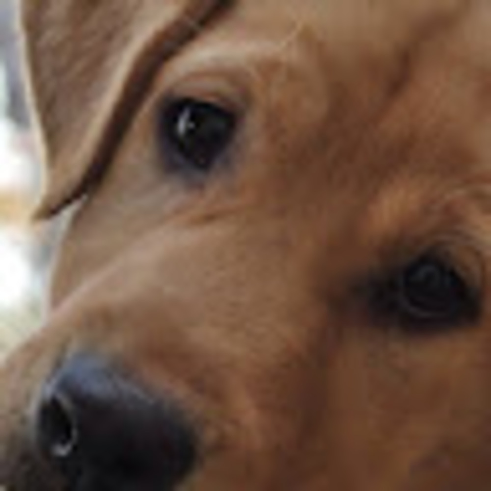 Meet your Posher, Sophie